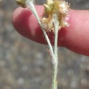 Helichrysum luteoalbum (L.) Rchb.Helichrysum luteoalbum (L.) Rchb.