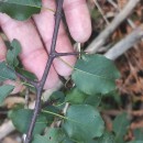 Pyrus cordata Desv.Pyrus cordata Desv.