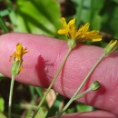 Crepis capillaris (L.) Wallr.Crepis capillaris (L.) Wallr.