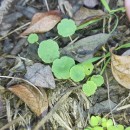 Hydrocotyle vulgaris L.Hydrocotyle vulgaris L.