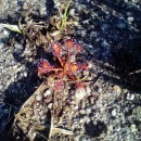 Drosera intermedia HayneDrosera intermedia Hayne