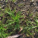 Plantago coronopus L.Plantago coronopus L.