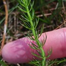 Trocdaris verticillatum (L.) Raf.Trocdaris verticillatum (L.) Raf.