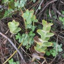 Hypericum elodes L.Hypericum elodes L.