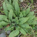 Pentaglottis sempervirens (L.) Tausch ex L.H. BaileyPentaglottis sempervirens (L.) Tausch ex L.H. Bailey