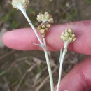 Helichrysum luteoalbum (L.) Rchb.Helichrysum luteoalbum (L.) Rchb.