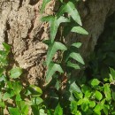 Hedera hibernica (G. Kirchn.) Bean‹Hedera hibernica (G. Kirchn.) Bean‹