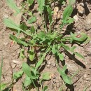 Rumex acetosella L.Rumex acetosella L.