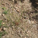 Juncus bufonius L.Juncus bufonius L.