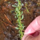 Genista berberidea LangeGenista berberidea Lange