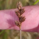 Carex leporina L.Carex leporina L.