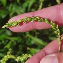 Persicaria hydropiper (L.) SpachPersicaria hydropiper (L.) Spach