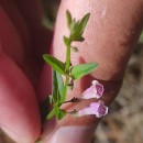 Scutellaria minor Huds.Scutellaria minor Huds.