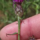 Centaurea limbata Hoffmanns. & LinkCentaurea limbata Hoffmanns. & Link