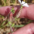 Silene latifolia Poir.Silene latifolia Poir.