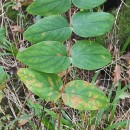 Hypericum androsaemum L.Hypericum androsaemum L.