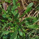 Rumex acetosella  L.Rumex acetosella  L.