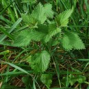 Urtica dioica L.Urtica dioica L.