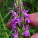 Dactylorhiza elata (Poir.) SoóDactylorhiza elata (Poir.) Soó