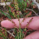 Rumex acetosella L.Rumex acetosella L.