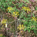 Thapsia minor Hoffmanns. & LinkThapsia minor Hoffmanns. & Link