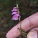 Erica ciliaris L.Erica ciliaris L.