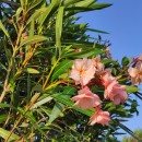 Nerium oleander L.Nerium oleander L.