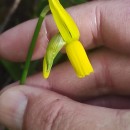 Narcissus cyclamineus DC.Narcissus cyclamineus DC.