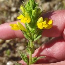 Parentucellia viscosa (L.) CaruelParentucellia viscosa (L.) Caruel