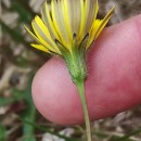 Leontodon saxatilis Lam.Leontodon saxatilis Lam.