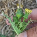 Sonchus asper (L.) HillSonchus asper (L.) Hill