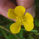 Ranunculus bulbosus  L.Ranunculus bulbosus  L.