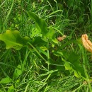 Zantedeschia aethiopica (L.) Spreng.Zantedeschia aethiopica (L.) Spreng.