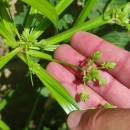 Cyperus alternifolius L. subsp. flabelliformis Kük.Cyperus alternifolius L. subsp. flabelliformis Kük.