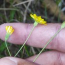 Crepis capillaris (L.) Wallr.Crepis capillaris (L.) Wallr.