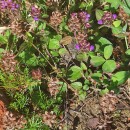 Prunella vulgaris L.Prunella vulgaris L.