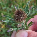 Centaurea corcubionensis M. LaínzCentaurea corcubionensis M. Laínz