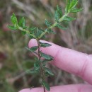 Daboecia cantabrica (Huds.) C. KochDaboecia cantabrica (Huds.) C. Koch