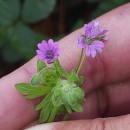 Geranium molle L.Geranium molle L.