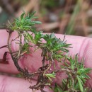 Thymus caespititius Brot.Thymus caespititius Brot.