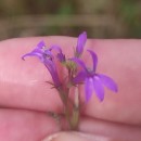 Lobelia urens L.Lobelia urens L.