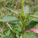 Amaranthus retroflexus L.Amaranthus retroflexus L.