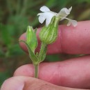 Silene latifolia Poir.Silene latifolia Poir.