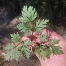 Physospermum cornubiense (L.) DC.Physospermum cornubiense (L.) DC.