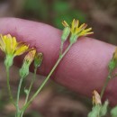 Crepis capillaris (L.) Wallr.Crepis capillaris (L.) Wallr.