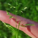 Poa annua L.Poa annua L.
