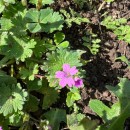 Geranium molle L.Geranium molle L.