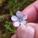 Linum bienne Mill.Linum bienne Mill.