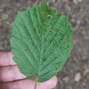 Corylus avellana L.Corylus avellana L.