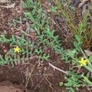 Hypericum humifusum L.Hypericum humifusum L.
